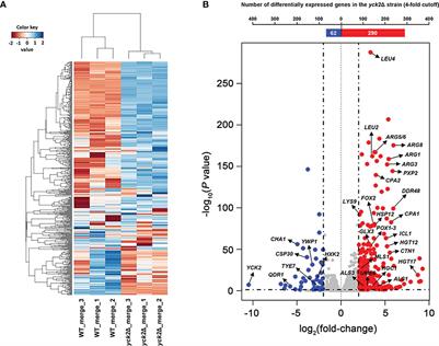 Transcriptomic and Metabolomic Analysis Revealed Roles of Yck2 in Carbon Metabolism and Morphogenesis of Candida albicans